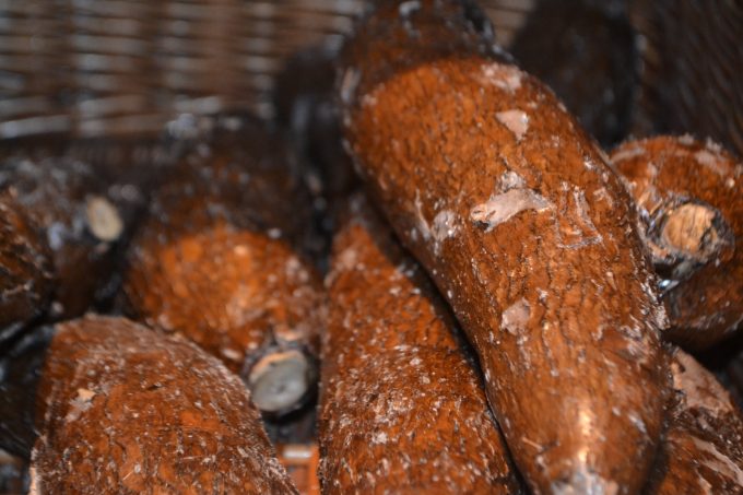 Cassava