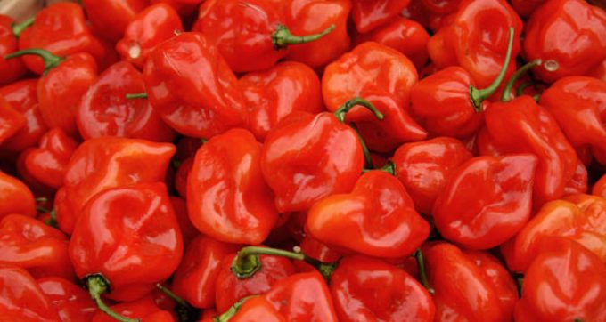 Scotch Bonnet